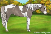 Horse Color:Silver Black Splash Tobiano Appaloosa 