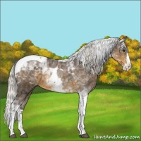 Horse Color:Silver Smoky Black Splash Tobiano Appaloosa 