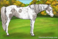 Horse Color:Silver Black Splash Tobiano Varnish 