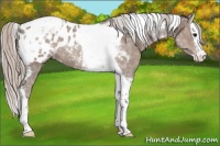 Horse Color:Silver Black Splash Tobiano Blanket 