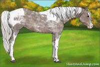 Horse Color:Silver Black Splash Tobiano Appaloosa 