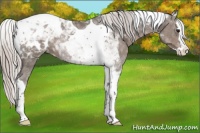 Horse Color:Silver Black Splash Tobiano Appaloosa