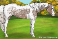 Horse Color:Silver Black Splash Tobiano Appaloosa 