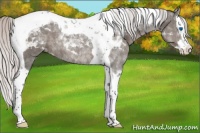Horse Color:Silver Black Splash Tobiano Appaloosa 