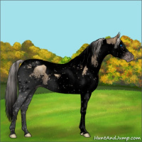 Horse Color:Gray Void Silver Classic Champagne Dun Splash Tobiano 