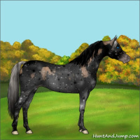 Horse Color:Gray Void Silver Classic Champagne Splash Tobiano 