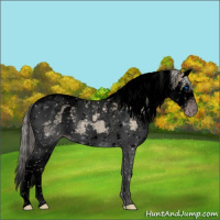 Horse Color:Gray Void Silver Classic Champagne Dun Splash Tobiano 