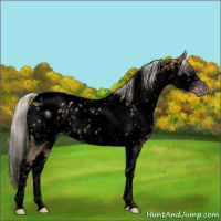 Horse Color:Gray Void Silver Classic Champagne Splash Tobiano Appaloosa 