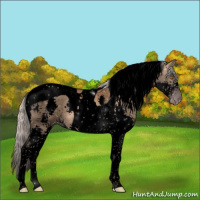 Horse Color:Gray Void Silver Classic Champagne Splash Tobiano 