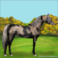 Horse Color:Gray Void Silver Classic Champagne Splash Tobiano 