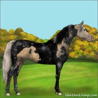 Horse Color:Gray Void Silver Classic Cream Champagne Splash Tobiano 