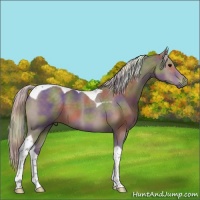 Horse Color:Nacre Silver Black Tobiano