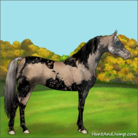 Horse Color:Gray Void Silver Classic Champagne Splash Tobiano 