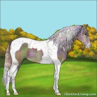 Horse Color:Nacre Silver Black Tobiano 