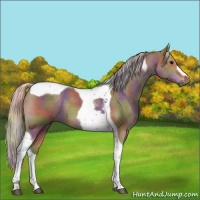 Horse Color:Nacre Silver Black Tobiano 