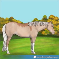 Horse Color:Silver Sable Champagne Dun Tobiano 