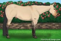 Horse Color:Bay Dun