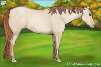 Horse Color:Smoky Grullo Pearl Rabicano