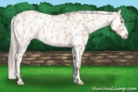 Horse Color:Amber Champagne Roan Dun Appaloosa  and Silver Amber Champagne Roan Dun Appaloosa 