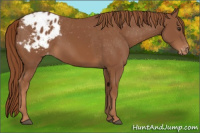 Horse Color:Chestnut Blanket 