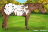 Horse Color:Chestnut Appaloosa 
