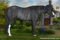 Horse Color:Black Rabicano 