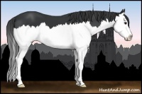 Horse Color:Black Sabino Splash 