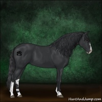 Horse Color:Black Sabino