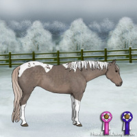 Horse Color:Silver Black Tobiano 