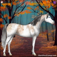 Horse Color:White Spotted Bay Splash 