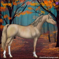 Horse Color:Red Dun Rabicano 