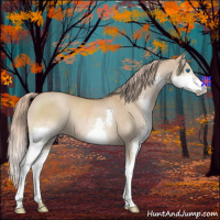 Horse Color:Red Dun Splash Rabicano