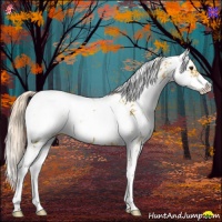 Horse Color:Palomino Sabino Appaloosa 