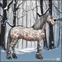 Horse Color:Bay Appaloosa