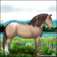 Horse Color:Amber Champagne Appaloosa 