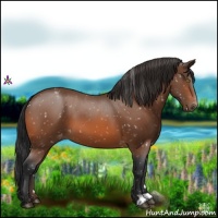 Horse Color:Bay Appaloosa 
