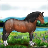Horse Color:Bay Appaloosa
