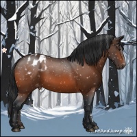 Horse Color:Bay Appaloosa 