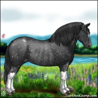 Horse Color:Black Appaloosa Rabicano 