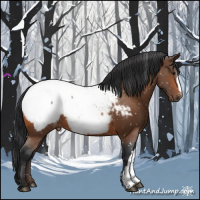 Horse Color:Bay Appaloosa
