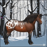 Horse Color:Brown Appaloosa