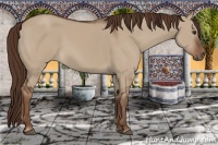 Horse Color:Liver Red Dun Sabino