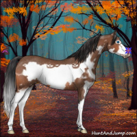 Horse Color:Bay Splash Frame Rabicano