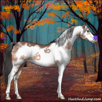 Horse Color:Bay Splash Frame Rabicano 