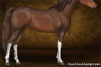 Horse Color:Liver Chestnut Tobiano