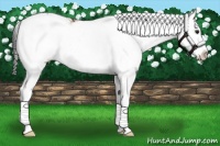 Horse Color:Bay Sabino