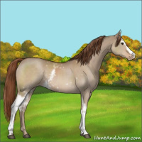 Horse Color:White Spotted Red Dun Appaloosa 