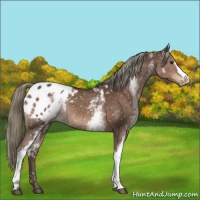 Horse Color:White Spotted Liver Chestnut Mushroom Appaloosa 
