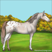 Horse Color:White Spotted Chestnut Appaloosa 