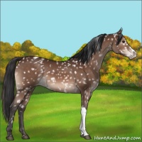 Horse Color:Bay Appaloosa 